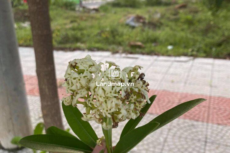 Bán Đất Nền Nam Hòa Xuân đường 7.5m B2-101 lô 1x - Gần đường Minh Mạng