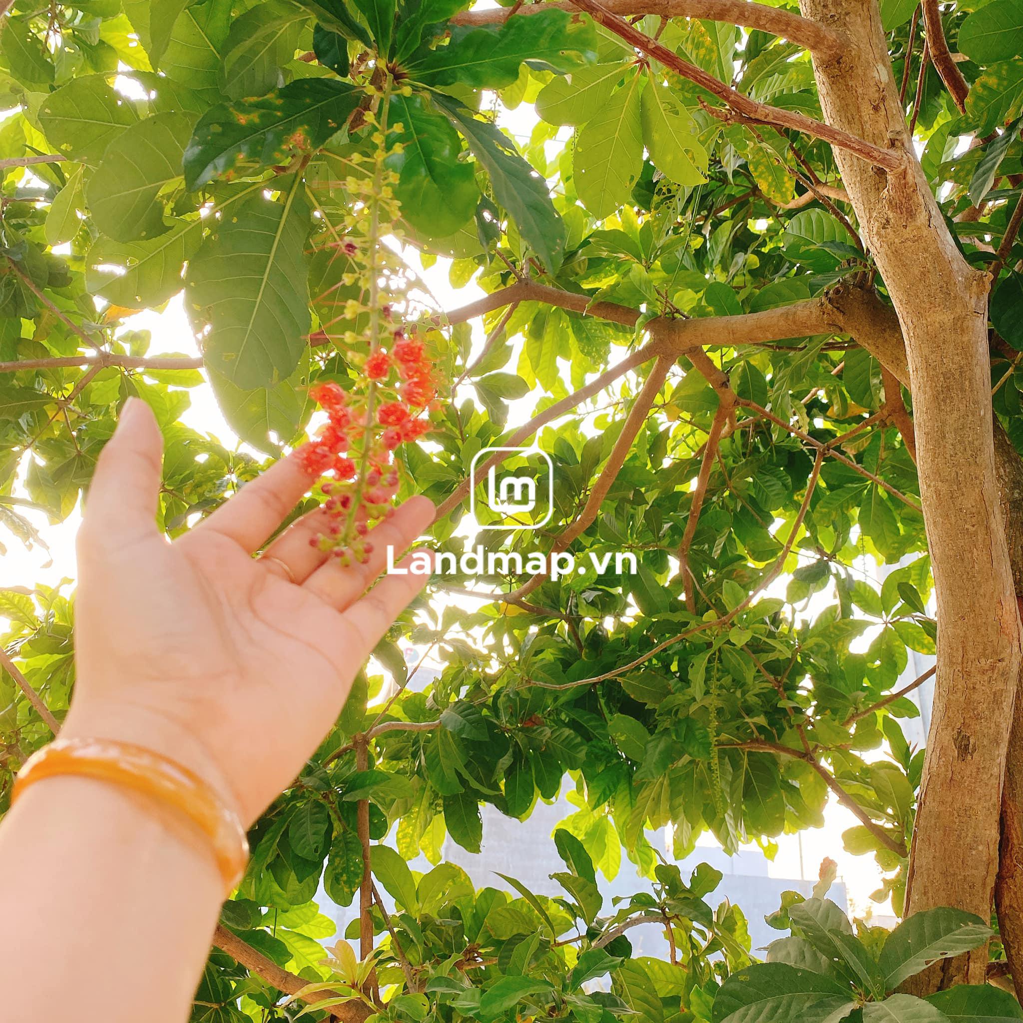 Bán Đất Nền Đầm Sen Nam Hòa Xuân đường 7.5m B2-130 lô