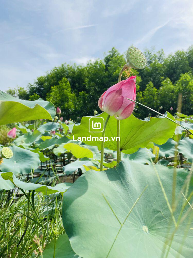 Bán Đất Nền Đầm Sen Nam Hòa Xuân đường 7.5m B2-131 lô